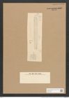 Nitzschia insignis var. mauritiana Grun. (de-Toni-Nr.: Genus 47, Species 2074) Zeichnungen Sammlung Grunow Nr. 4097 (NHMW-BOT-W0371951)